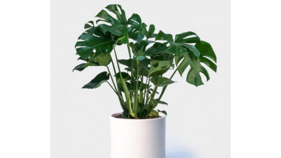 best-house-plants-uk-brighten-your-home-with-these-great-indoor-plants