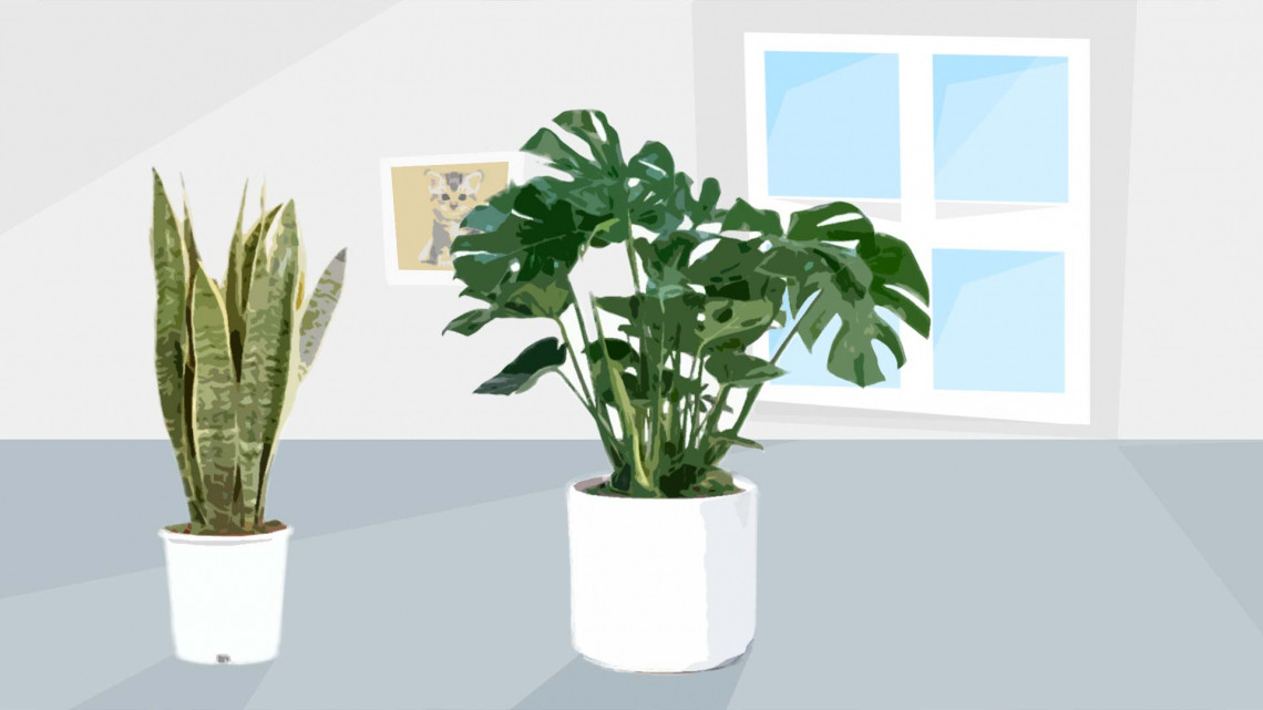 best-house-plants-uk-brighten-your-home-with-these-great-indoor-plants