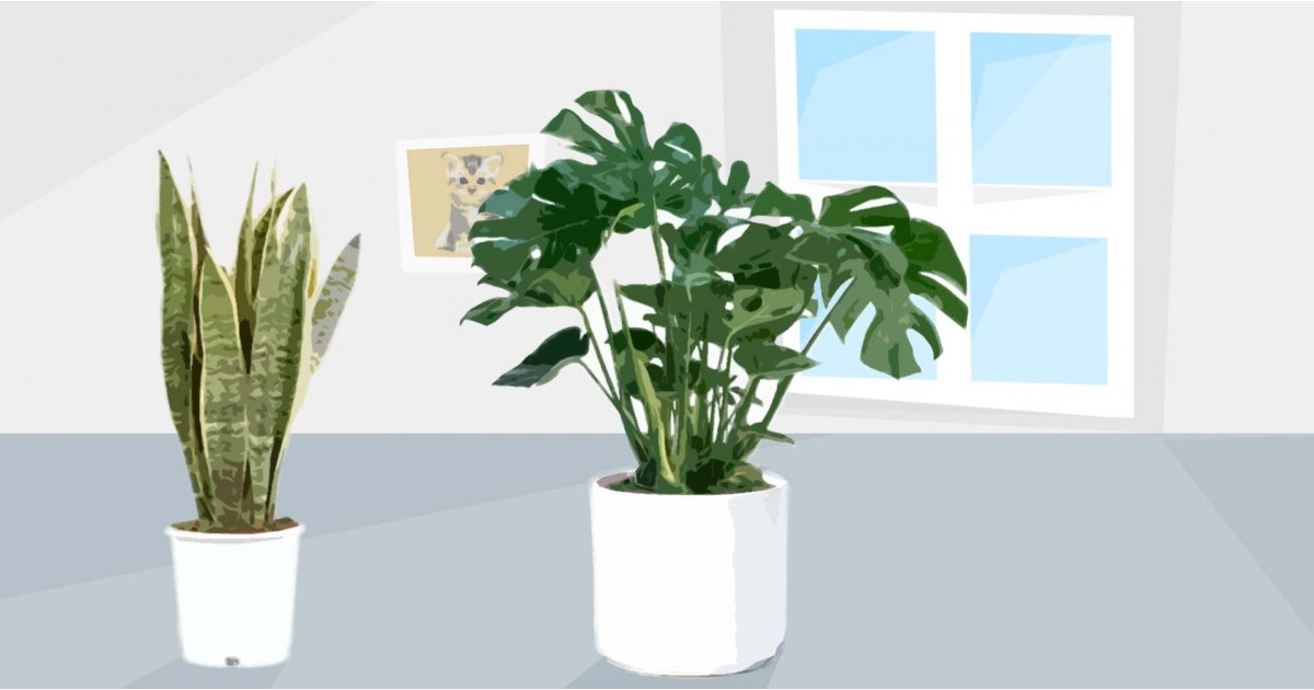 Best House Plants Uk